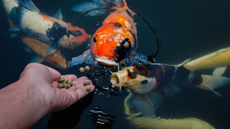 Сколько раз кормить аквариумных рыбок