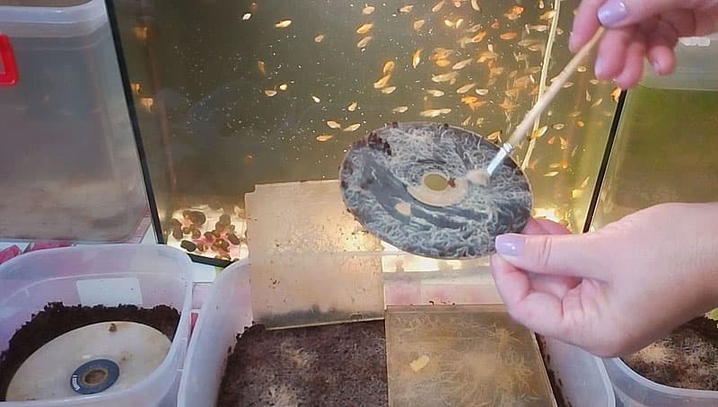 Гриндальский червь: как правильно кормить малька и взрослых рыб