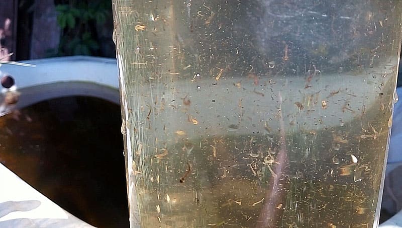 Личинки комара кулекса для аквариумных рыбок